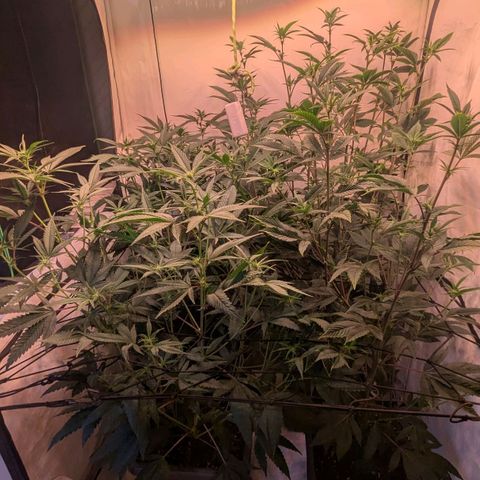 Growroom 21: Permanent Marker, Studio 54, Triple Choc  growlog timeline photo