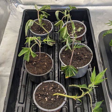 Growroom 21: Permanent Marker, Studio 54, Triple Choc  growlog timeline photo