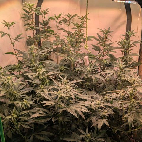 Growroom 21: Permanent Marker, Studio 54, Triple Choc  growlog timeline photo