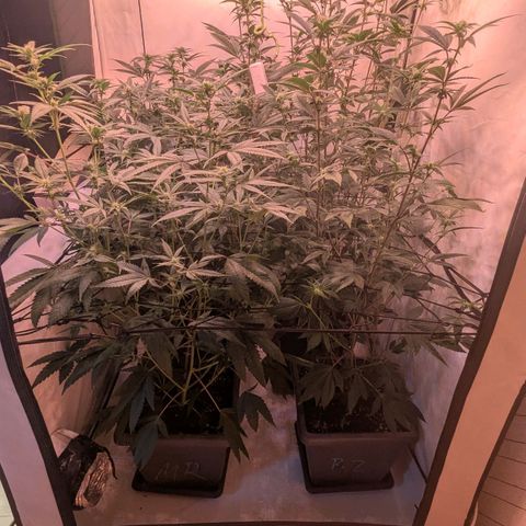 Growroom 21: Permanent Marker, Studio 54, Triple Choc  growlog timeline photo