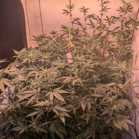Growroom 21: Permanent Marker, Studio 54, Triple Choc  growlog timeline photo