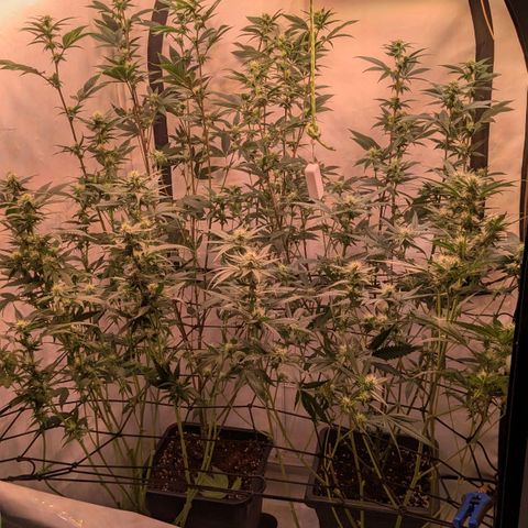 Growroom 21: Permanent Marker, Studio 54, Triple Choc  growlog timeline photo
