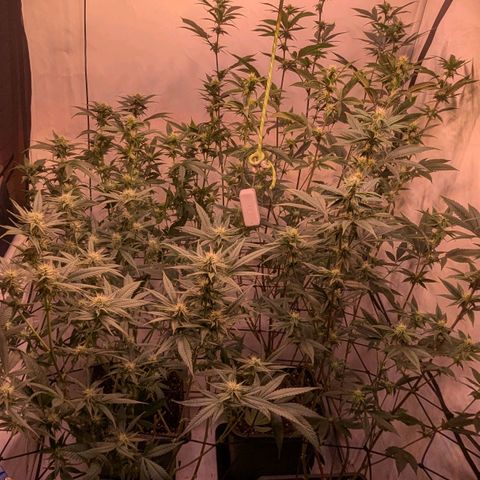 Growroom 21: Permanent Marker, Studio 54, Triple Choc  growlog timeline photo