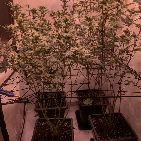 Growroom 21: Permanent Marker, Studio 54, Triple Choc  growlog timeline photo