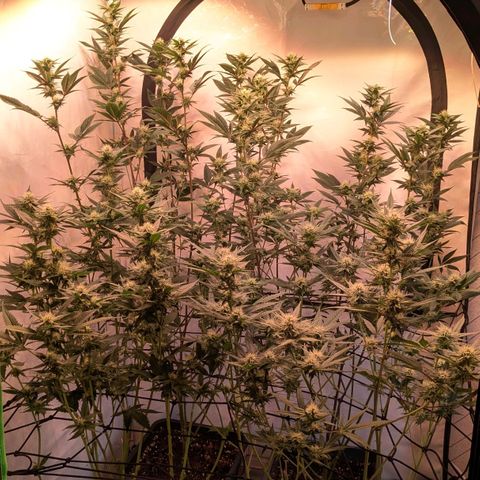 Growroom 21: Permanent Marker, Studio 54, Triple Choc  growlog timeline photo
