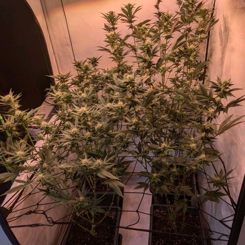 Growroom 21: Permanent Marker, Studio 54, Triple Choc  growlog timeline photo