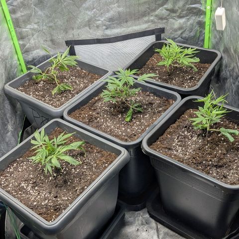 Growroom 21: Permanent Marker, Studio 54, Triple Choc  growlog photo: Stecklinge selektiert und umgetopft 