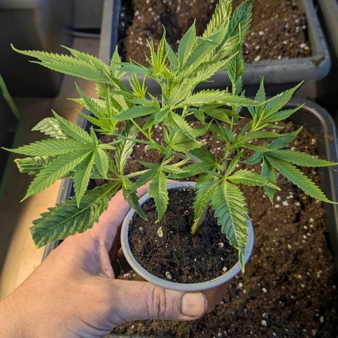 Growroom 21: Permanent Marker, Studio 54, Triple Choc  growlog photo: Stecklinge selektiert und umgetopft 