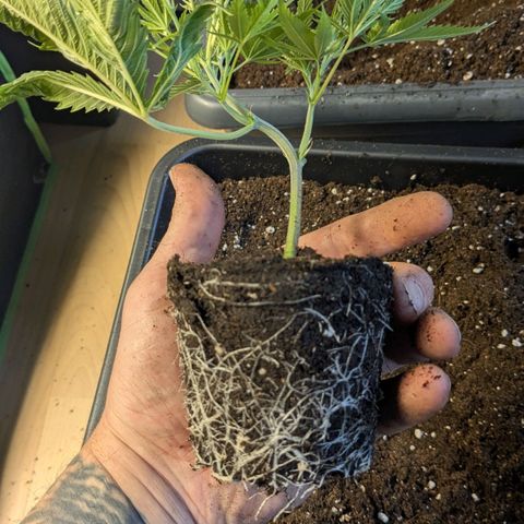 Growroom 21: Permanent Marker, Studio 54, Triple Choc  growlog photo: Stecklinge selektiert und umgetopft 