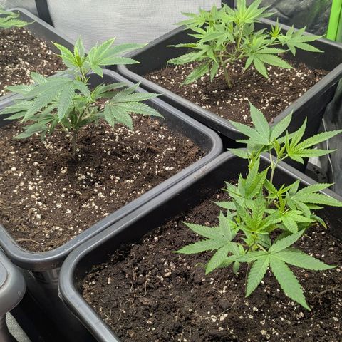 Growroom 21, 2. growlog timeline photo