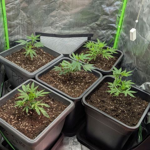 Growroom 21, 2. growlog timeline photo