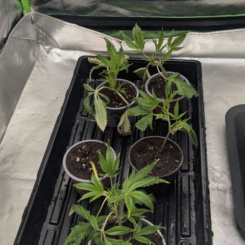 Growroom 21, 2. growlog timeline photo