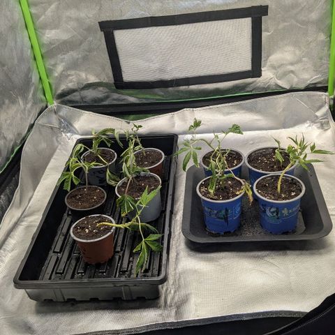 Growroom 21, 2. growlog timeline photo