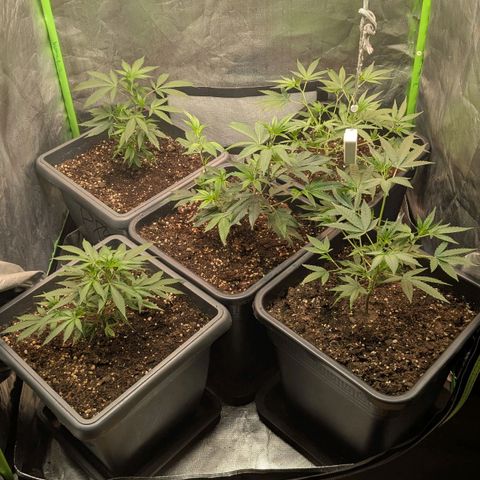 Growroom 21, 2. growlog timeline photo