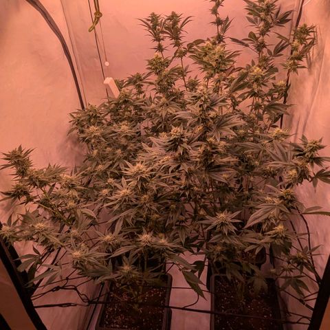 Growroom 21: Permanent Marker, Studio 54, Triple Choc  growlog timeline photo