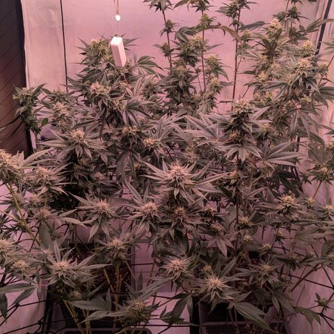 Growroom 21: Permanent Marker, Studio 54, Triple Choc  growlog timeline photo