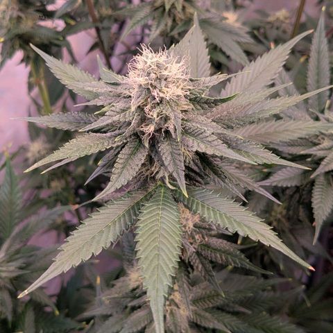 Growroom 21: Permanent Marker, Studio 54, Triple Choc  growlog timeline photo