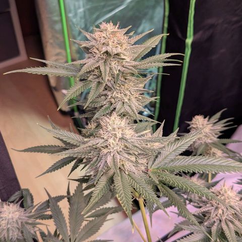 Growroom 21: Permanent Marker, Studio 54, Triple Choc  growlog timeline photo