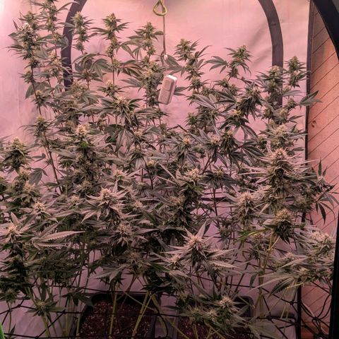 Growroom 21: Permanent Marker, Studio 54, Triple Choc  growlog timeline photo