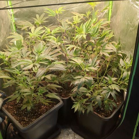 Growroom 21, 2. growlog timeline photo