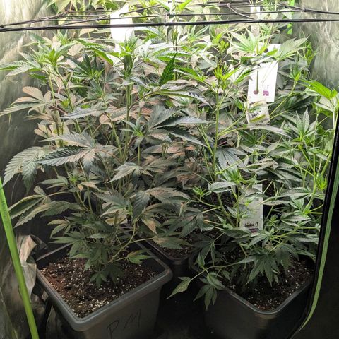Growroom 21, 2. growlog timeline photo