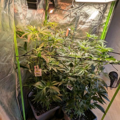 Growroom 21, 2. growlog timeline photo