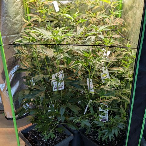 Growroom 21, 2. growlog timeline photo