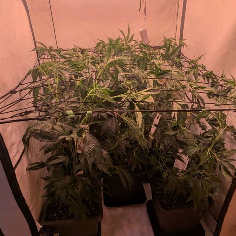 Growroom 21, 2. growlog photo: Umzug