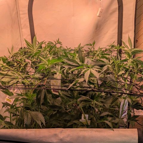 Growroom 21, 2. growlog photo: Umzug