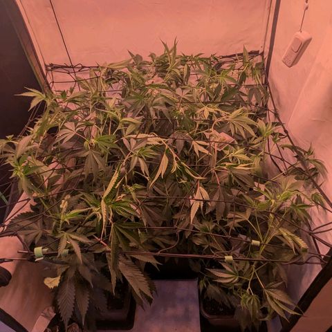 Growroom 21, 2. growlog photo: Umzug