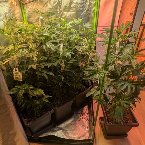 Growroom 21, 2. growlog photo: Umzug
