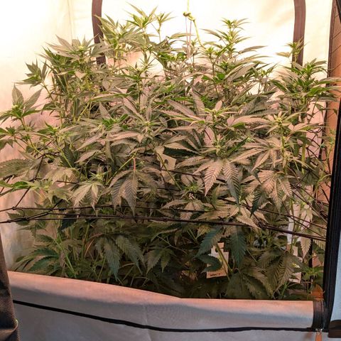 Growroom 21, 2. growlog photo: Eine Woche früher Lollipoping/ defoliation als normalerweise.