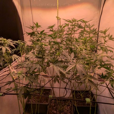 Growroom 21, 2. growlog photo: Eine Woche früher Lollipoping/ defoliation als normalerweise.