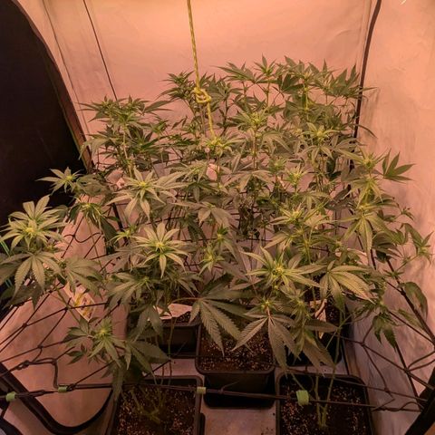 Growroom 21, 2. growlog photo: Eine Woche früher Lollipoping/ defoliation als normalerweise.