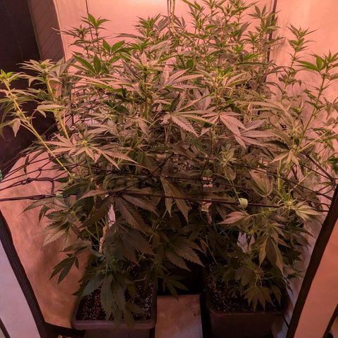 Growroom 21, 2. growlog photo: Eine Woche früher Lollipoping/ defoliation als normalerweise.