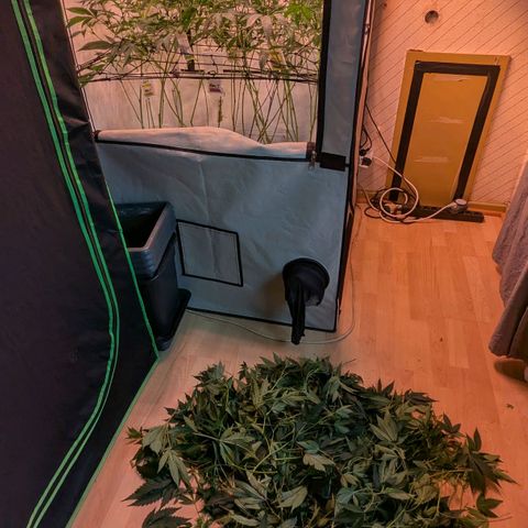 Growroom 21, 2. growlog photo: Eine Woche früher Lollipoping/ defoliation als normalerweise.