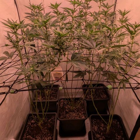 Growroom 21, 2. growlog timeline photo