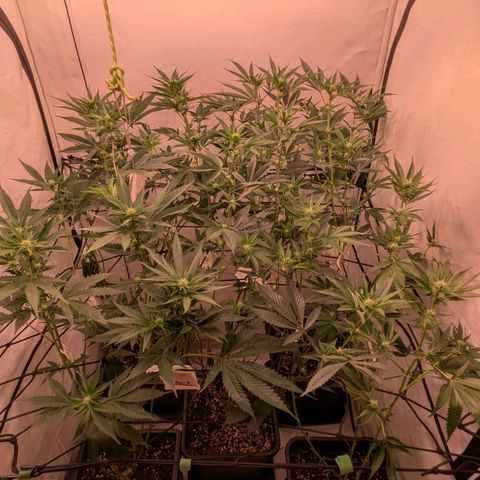 Growroom 21, 2. growlog timeline photo