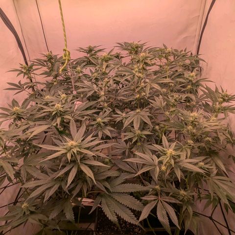 Growroom 21, 2. growlog timeline photo