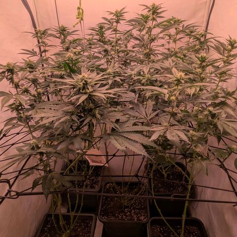 Growroom 21, 2. growlog timeline photo