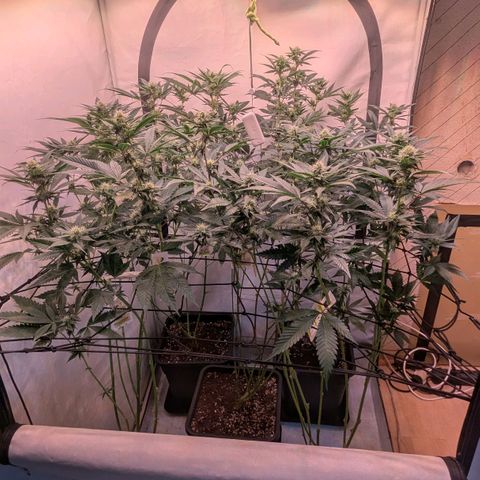 Growroom 21, 2. growlog timeline photo
