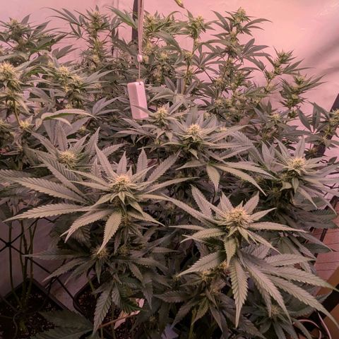 Growroom 21, 2. growlog timeline photo
