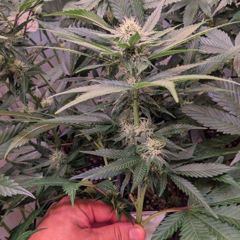 Growroom 21, 2. growlog timeline photo
