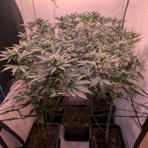 Growroom 21, 2. growlog timeline photo