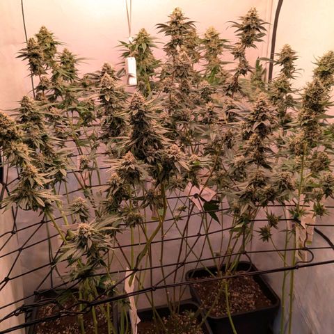 Growroom 21, 2. growlog timeline photo