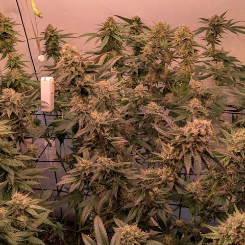 Growroom 21, 2. growlog timeline photo
