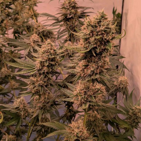 Growroom 21, 2. growlog timeline photo