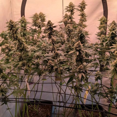 Growroom 21, 2. growlog timeline photo
