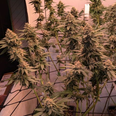Growroom 21, 2. growlog timeline photo