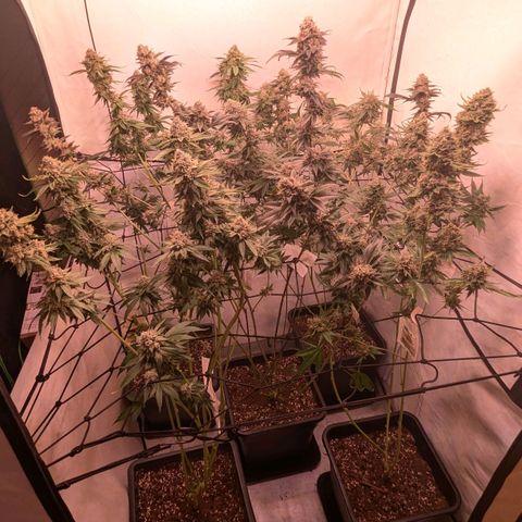 Growroom 21, 2. growlog timeline photo